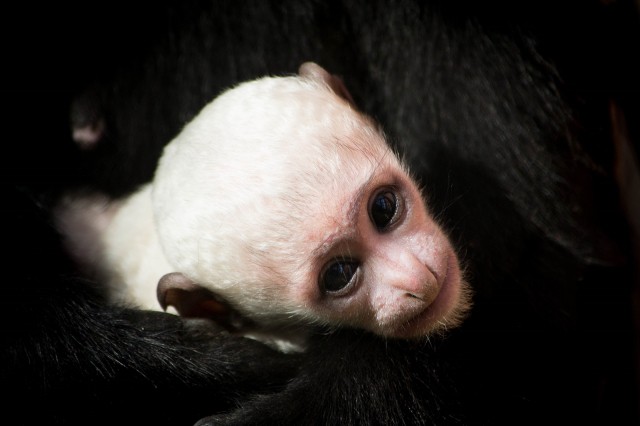 Újabb gereza bébi az Állatparkban! cikk kiemelő képe