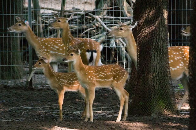A természetben már kipusztult vietnami szikaszarvasok szaporodtak cikk kiemelő képe