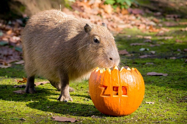 A legjobb hazai állatkert a mienk cikk kiemelő képe