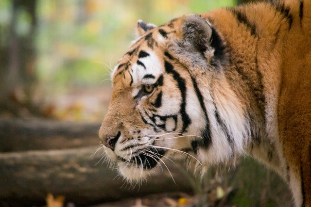 Búcsú Vadimtól cikk kiemelő képe