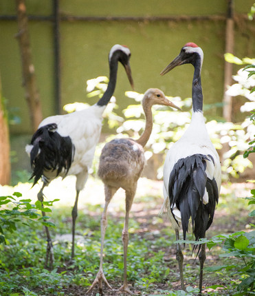 Már a látogatóink is megtekinthetik az 5 hetes mandzsu darut. cikk kiemelő képe
