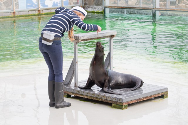 Új kaliforniai oroszlánfóka érkezett Állatparkunkba cikk kiemelő képe