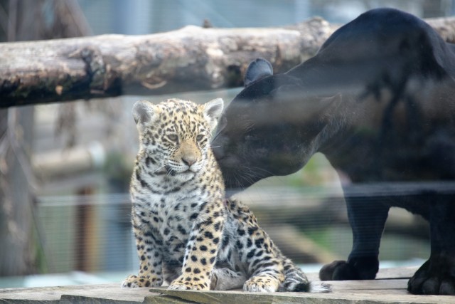 Már ismerkedik a külső kifutóval a jaguár kölyök cikk kiemelő képe