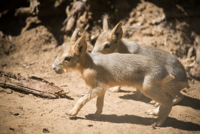 Kis nagy marák születtek Állatparkunkban cikk kiemelő képe