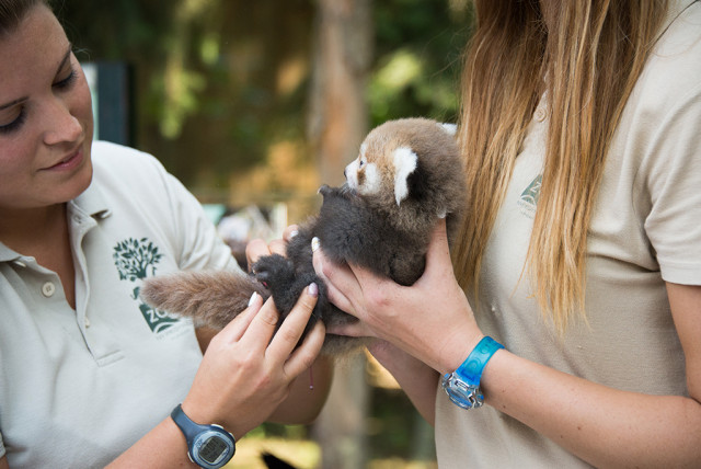 Kispandák születtek a Nyíregyházi Állatparkban cikk kiemelő képe