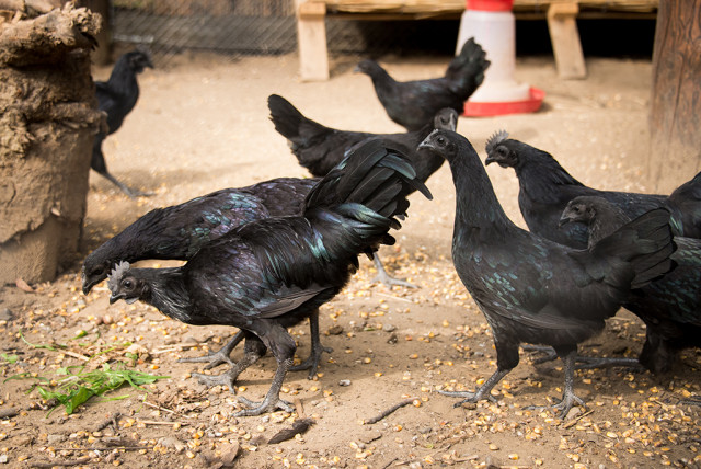 Különleges fekete baromfik láthatóak a Nyíregyházi Állatparkban cikk kiemelő képe