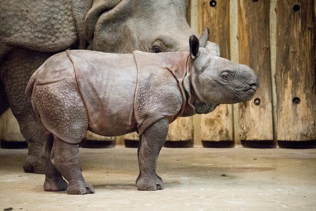 A Föld egyik legritkább állata hozott a világra életképes utódot!   cikk kiemelő képe