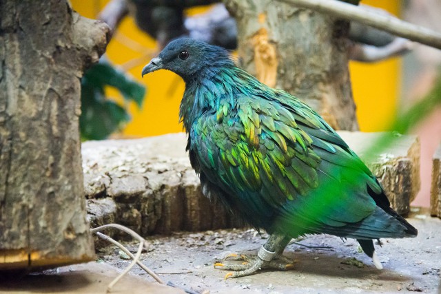 Sörényes galambok érkeztek a Nyíregyházi Állatparkba cikk kiemelő képe