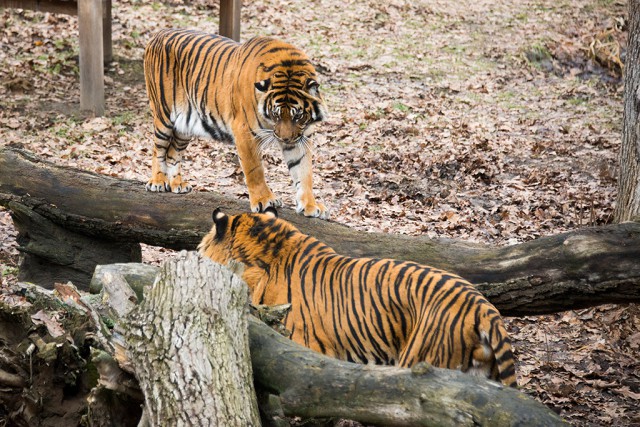 Új párt kapott Gio, az ország egyetlen szumátrai tigris hímje cikk kiemelő képe