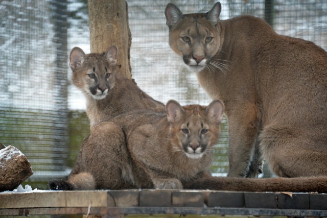 5 hónaposak lettek a puma ikrek cikk kiemelő képe