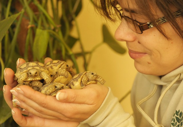 Sarkantyús teknősök keltek ki Állatparkunk Hüllő ovijában! cikk kiemelő képe