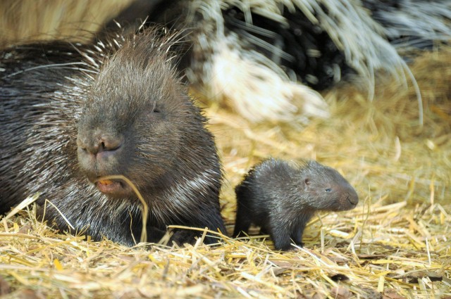 Tarajos sül bébi született cikk kiemelő képe