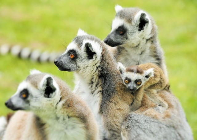 Újabb maki kölykök születtek cikk kiemelő képe