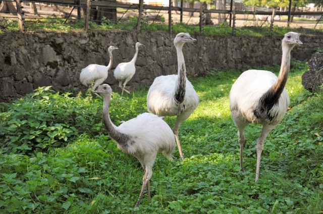 Különleges színváltozatú futómadarak keltek ki! cikk kiemelő képe