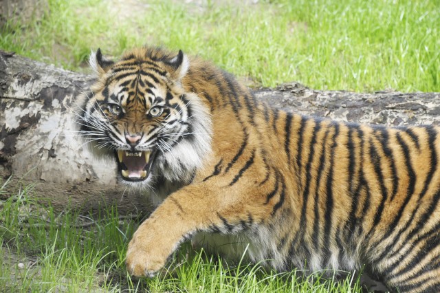 Feleség érkezett a kihalástól közvetlenül veszélyeztetett tigrisalfajunkhoz! cikk kiemelő képe