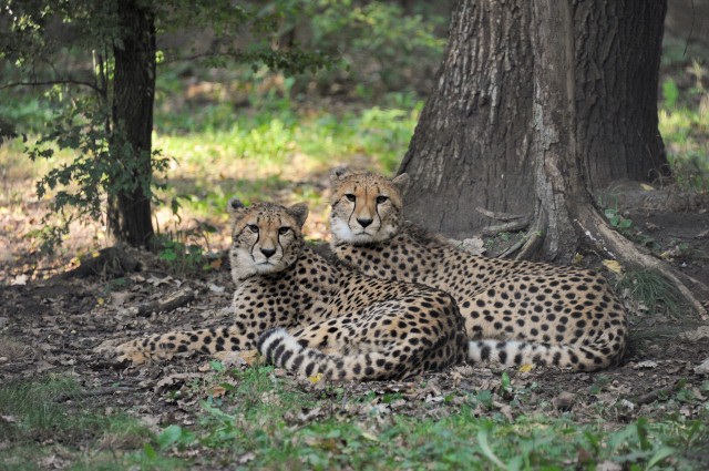 Újabb gepárdok a SóstóZoo-ban cikk kiemelő képe