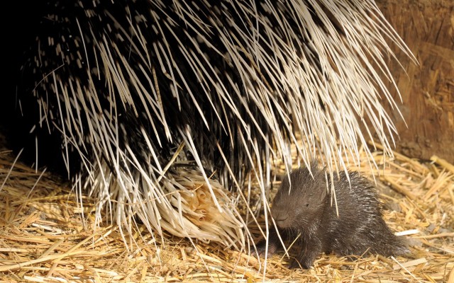 Sül bébi az Állatparkban cikk kiemelő képe