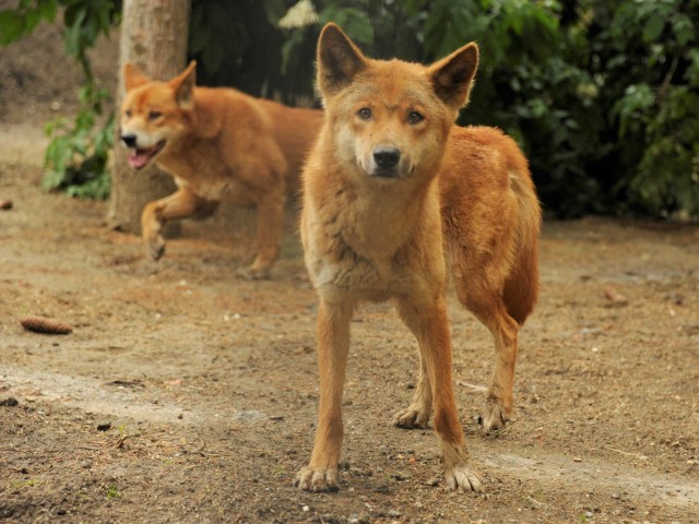 Irány Ausztrália cikk kiemelő képe