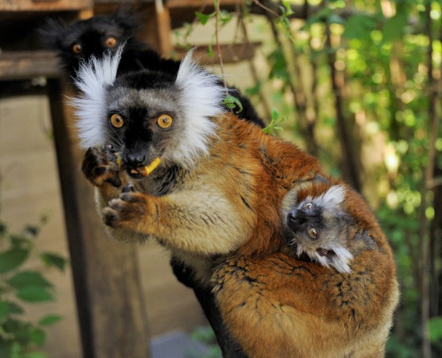 Ritka szerecsenmaki  (Eulemur macaco) született Állatparkunkban! cikk kiemelő képe