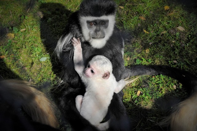 Már a nagyközönség is láthatja az egy hete született gereza kölyköt Állatparkunkban.   cikk kiemelő képe