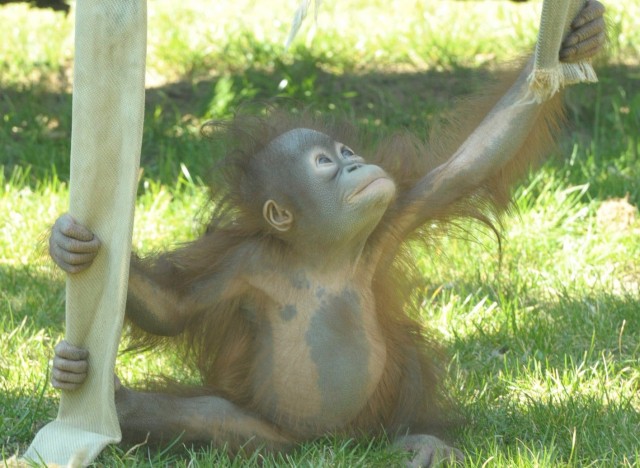 1 éves lett az első  Magyarországon született borneói orangután!  cikk kiemelő képe