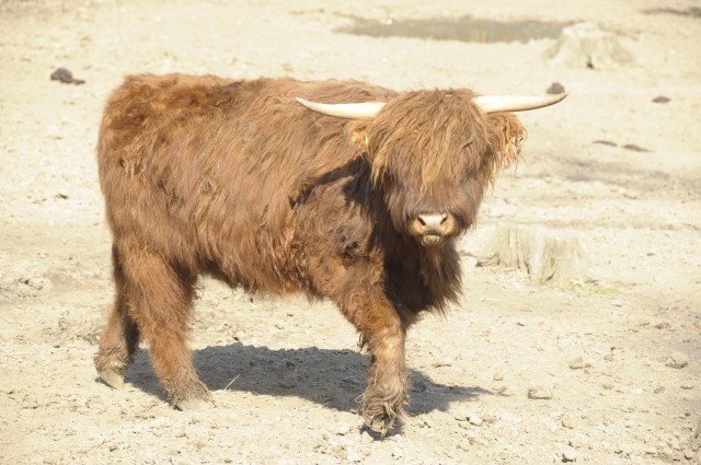 Borzas marhák az Állatparkban!  cikk kiemelő képe