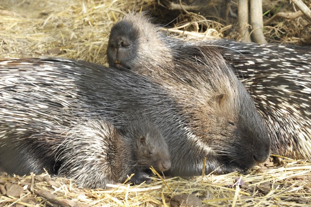 Összebújva vigyáznak a tarajos sülök egy szem csemetéjükre! cikk kiemelő képe