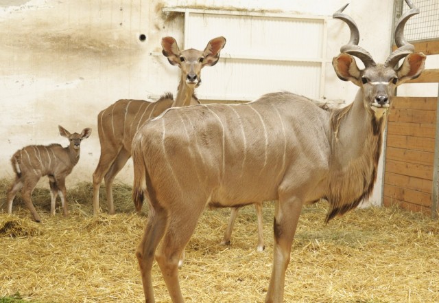Megszületett az ország első nagy kudu borja! cikk kiemelő képe