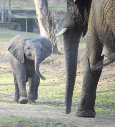 19 évének talán legsikeresebb évét zárta idén a Nyíregyházi Állatpark!   cikk kiemelő képe