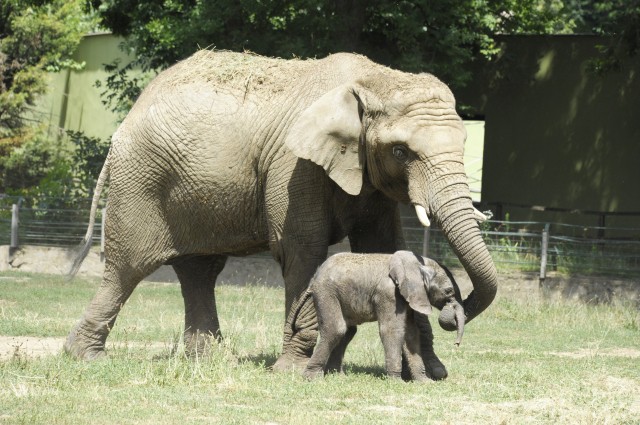 Mától már a kifutóban láthatja a nagyközönség a Nyíregyházi Állatpark afrikai elefánt bébijét.  cikk kiemelő képe