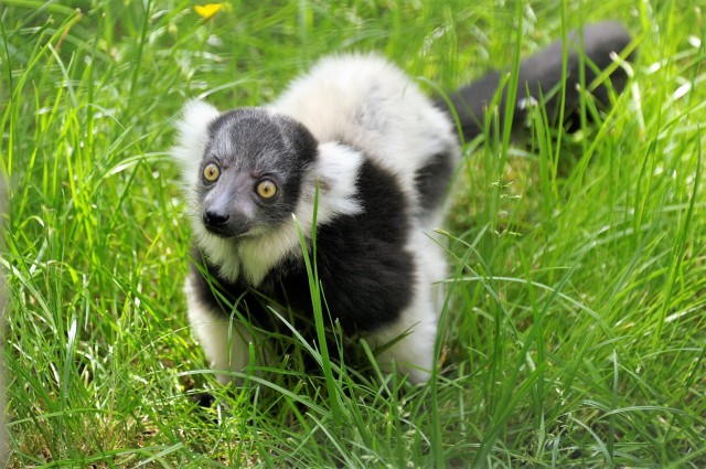 Lesd meg a játékos maki kölyköt! cikk kiemelő képe