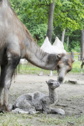 Kétpúpú teve született Állatparkunkban cikk kiemelő képe