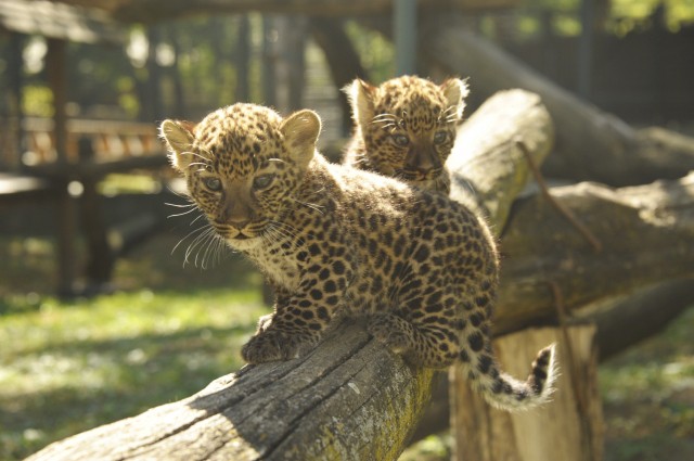 Mászósuli a leopárdbébiknek! cikk kiemelő képe
