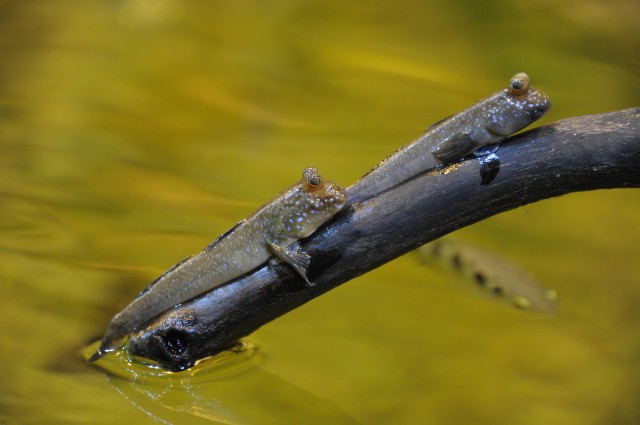 Egy hal, mely több időt tölt a szárazföldön, mint a vízben... cikk kiemelő képe