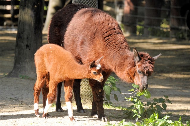 Új taggal gazdagodott a Dél-Amerika bemutató cikk kiemelő képe