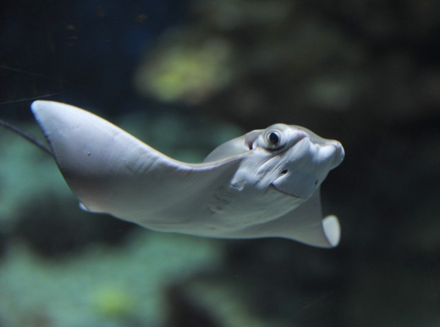 Most először született ománi tehénorrú rája Magyarországon! cikk kiemelő képe