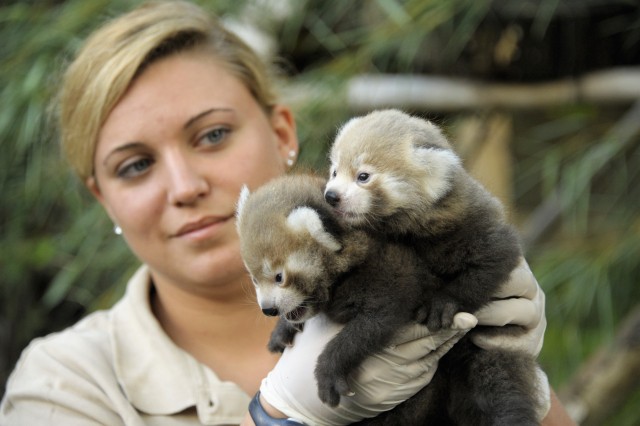 Kis panda ikrek születtek cikk kiemelő képe