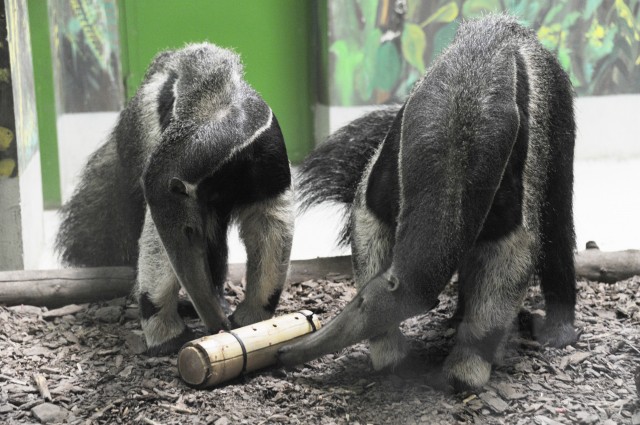 Ma van a Hangyászok Világnapja! cikk kiemelő képe