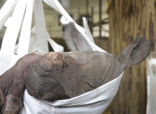 Régóta vártuk már a Nyíregyházi Állatparkban, hogy a szélesszájú orrszarvú család szaporodjon cikk kiemelő képe