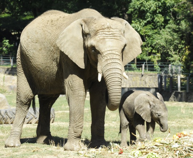Nevet kapott a kis elefánt!  cikk kiemelő képe