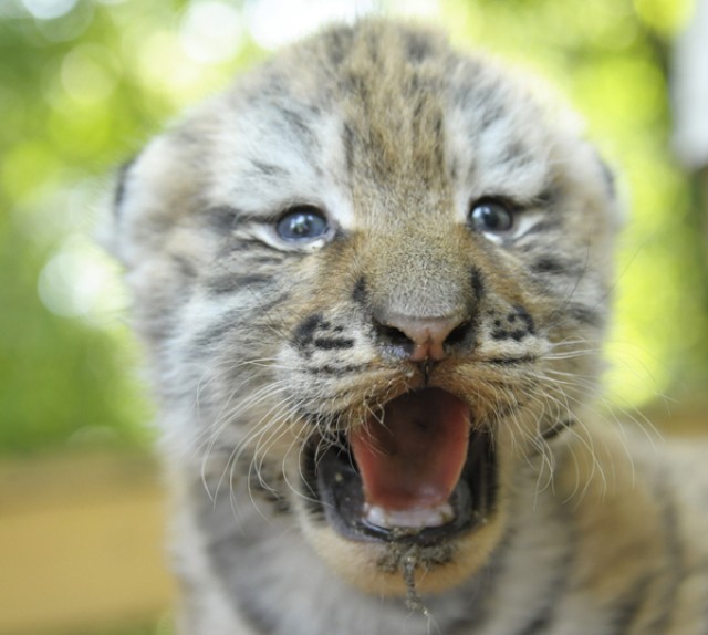 Szibériai tigriskölykök születtek Állatparkunkban!  cikk kiemelő képe