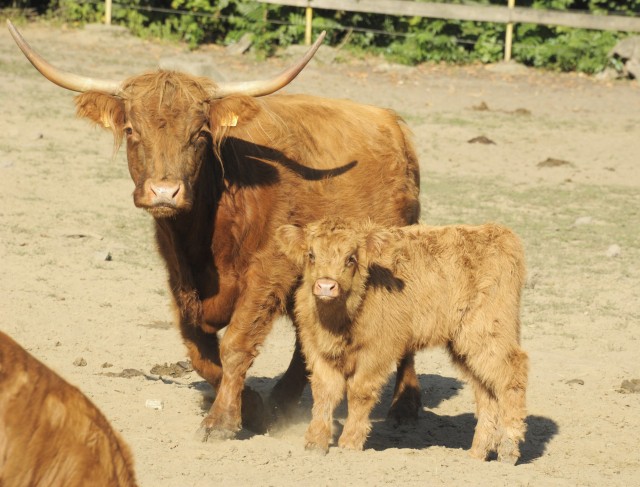 Szépen cseperedik Állatparkunk skót-felföldi marha borja.-)  cikk kiemelő képe