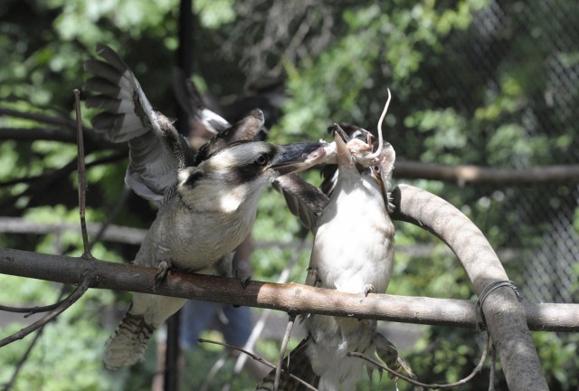 Kacagó fiókák a Nyíregyházi Állatparkban! cikk kiemelő képe
