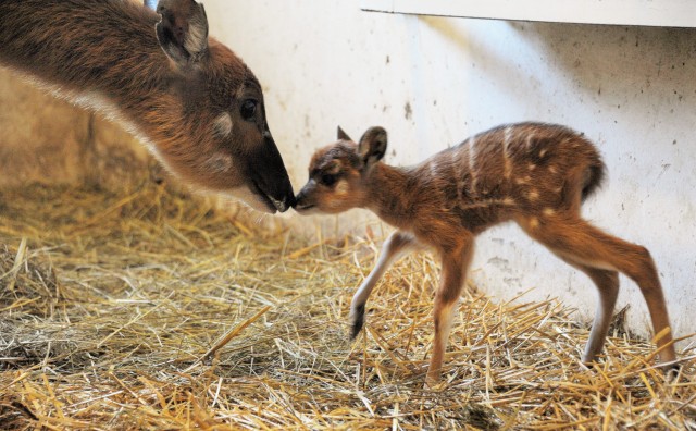 Ritka antilopfaj született  Állatparkunkban! cikk kiemelő képe