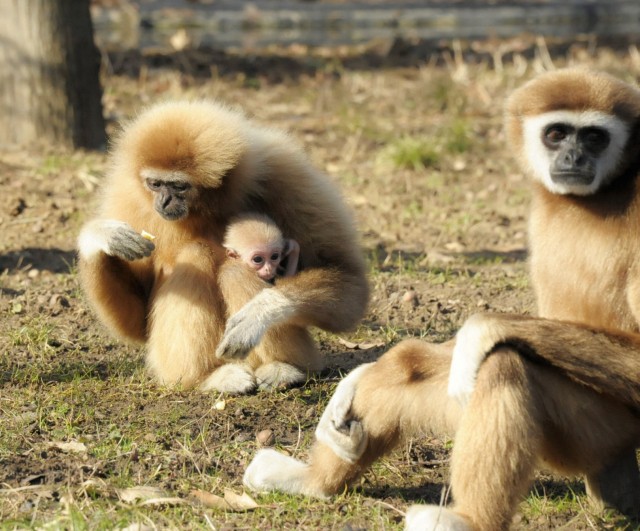 Gibbon bébi született Állatparkunkban cikk kiemelő képe