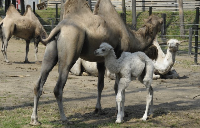 Szöszke, az 1 hetes fehér teve csikó a látogatók legújabb kedvence cikk kiemelő képe