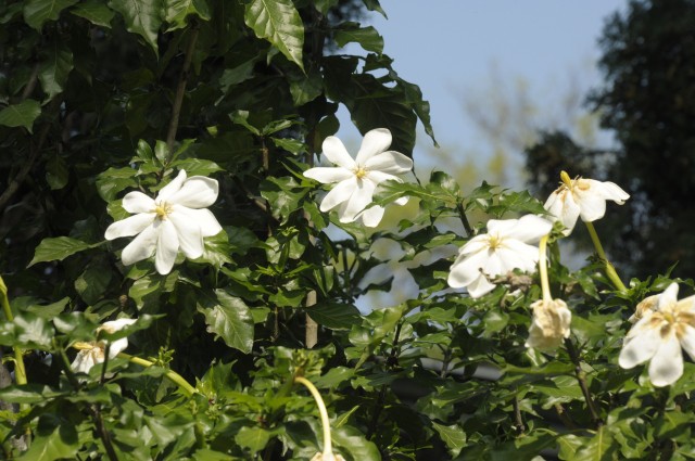 A különleges állatok tartása mellett igen nagy hangsúlyt fektetünk a botanikai ritkaságok bemutatásra is.  cikk kiemelő képe