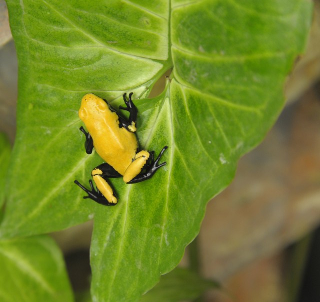 Halálos mérgű parányi gerincesek! cikk kiemelő képe
