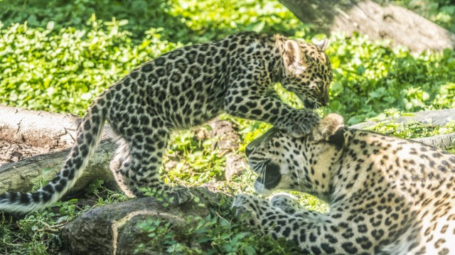 Nevet kaptak a perzsa párduc ikrek  cikk kiemelő képe