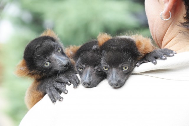 Különleges maki bébik, vörös varik ( Varecia rubra) születtek a Nyíregyházi Állatparkban!                                                                         cikk kiemelő képe